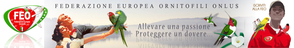 baner pubblicita